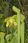 Green pitcherplant